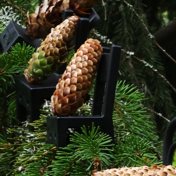 Pine Cone Stocking Holders